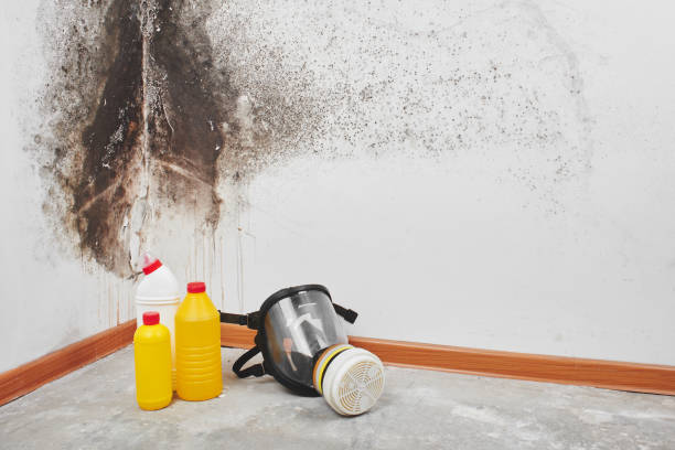 Best Black Mold Removal  in Whittier, CA