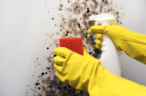 Best Professional Mold Removal  in Whittier, CA