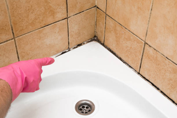 Best Mold Remediation  in Whittier, CA